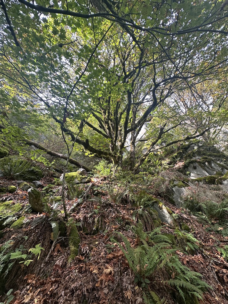 Pretty tree in shangri-la climbing area.