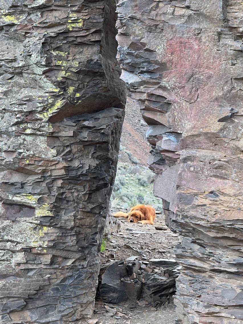 A very good doggo in Vantage.